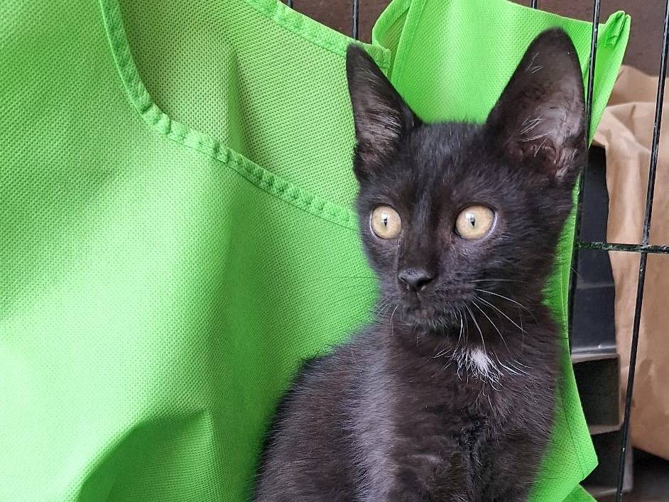 Vuoi adottare un gatto a Pavia?