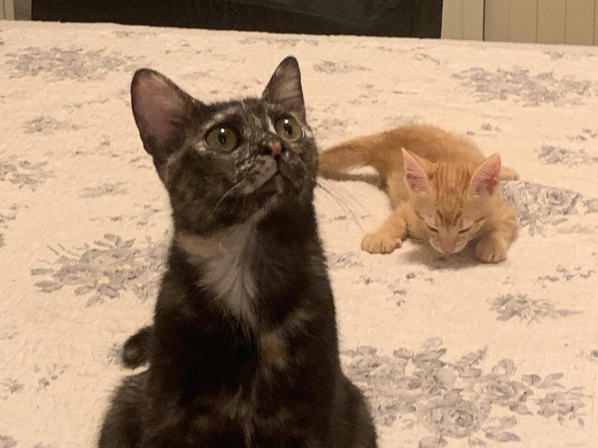 Adozione gatto, femmina, Razza sconosciuta Razza sconosciuta, 7 mesi, taglia non valida, Palermo
