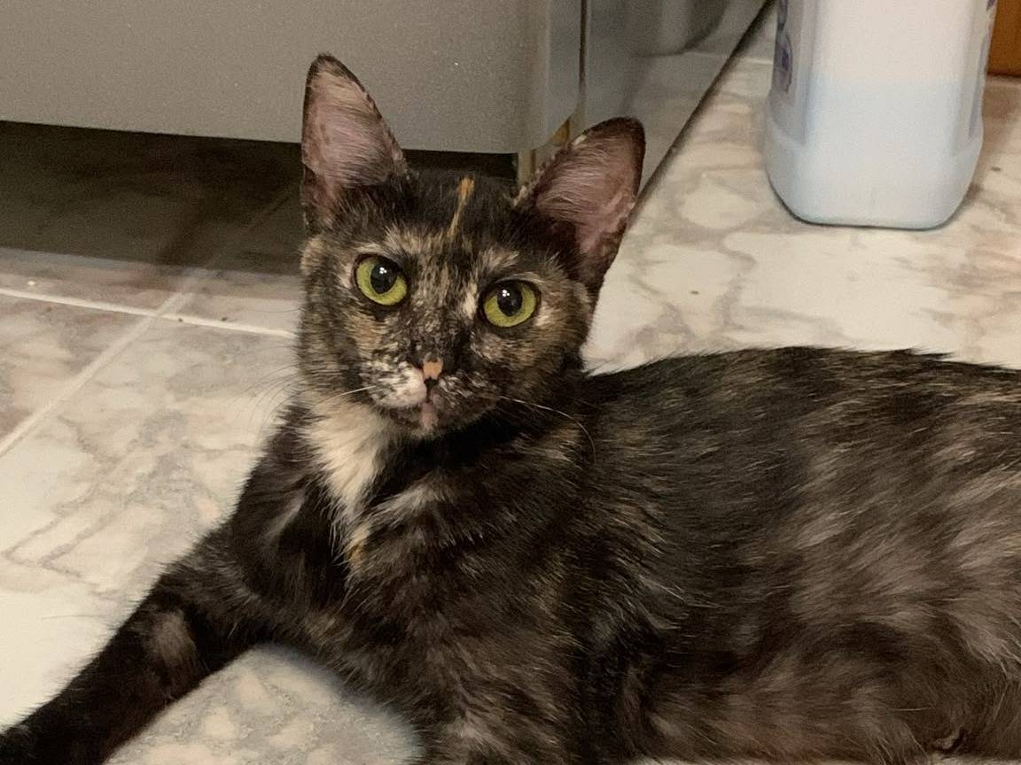 Adotta un gatto, taglia non valida, femmina, Palermo
