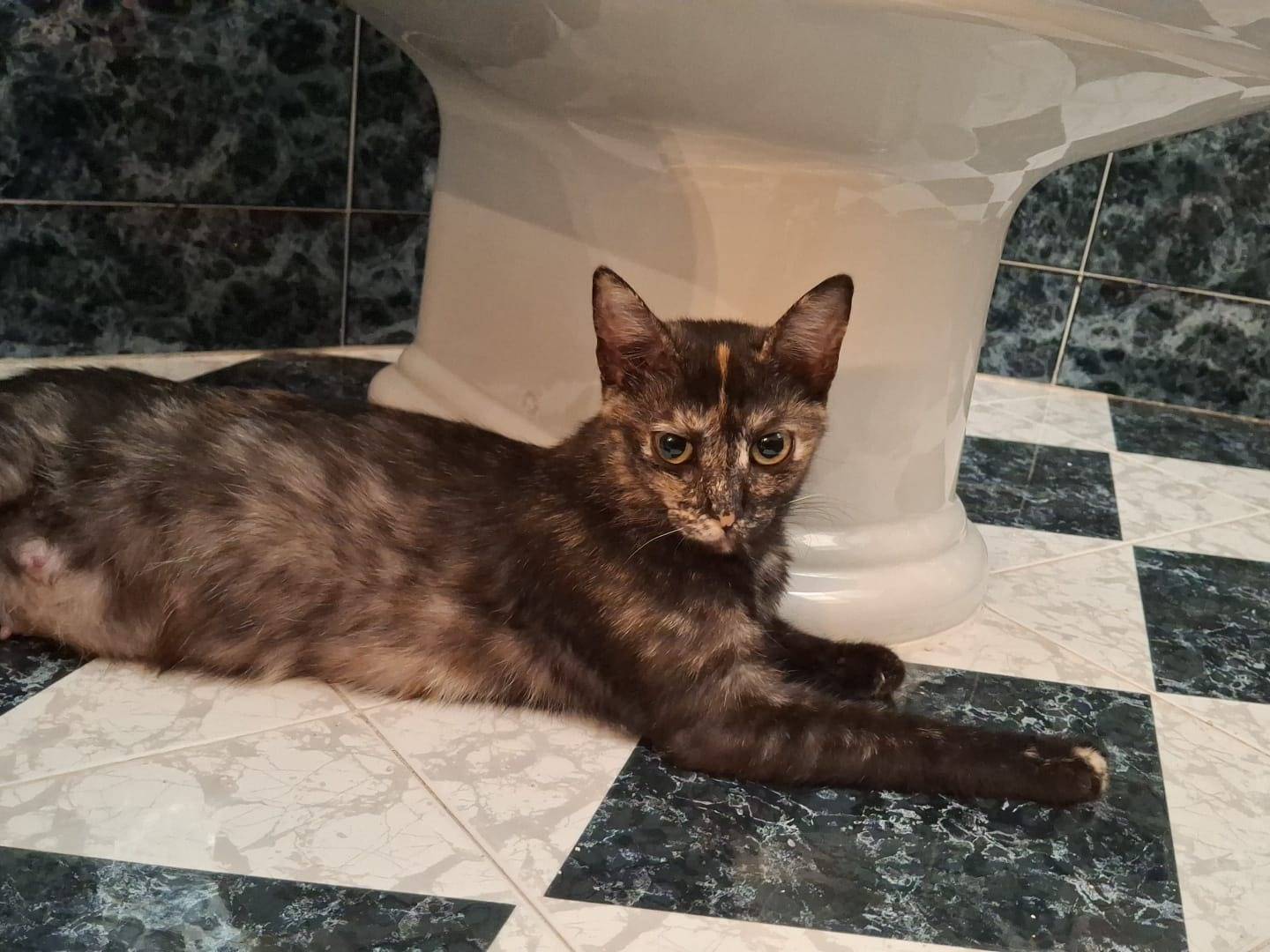 Vuoi adottare un gatto a Palermo?