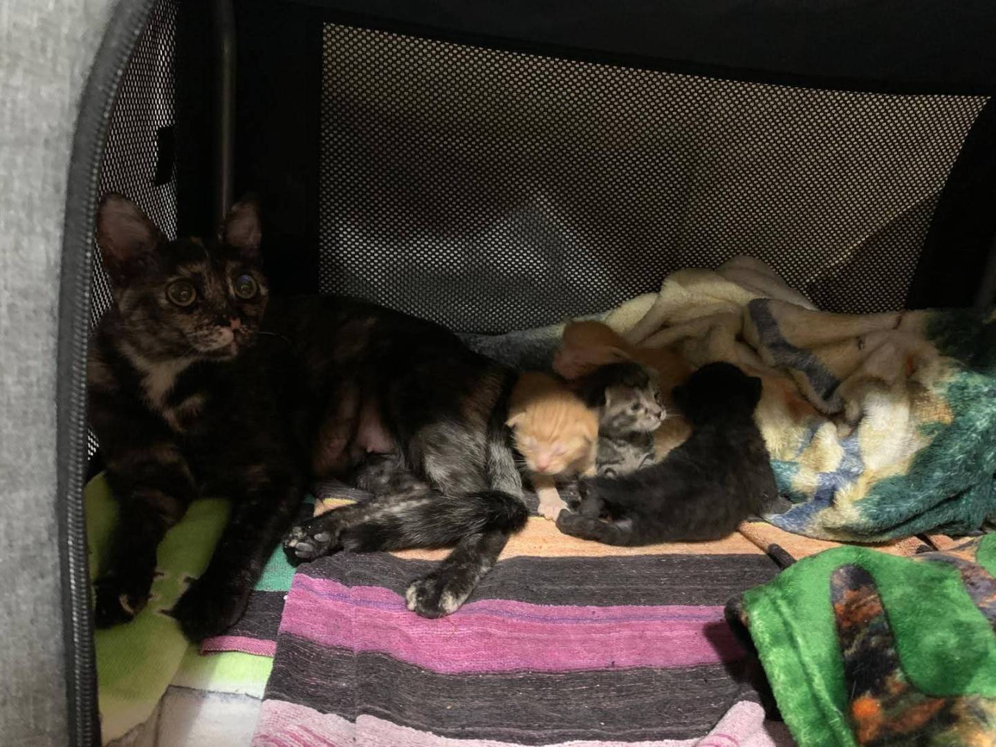 Adotta il gatto Micina  a Palermo