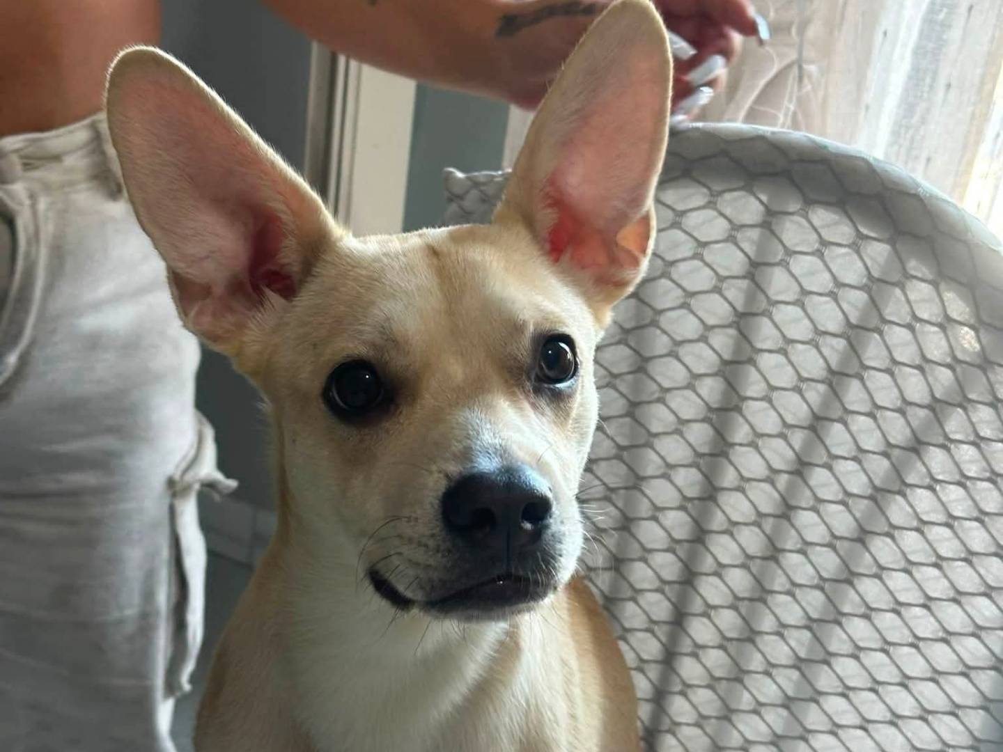 Vuoi adottare un cane a Salerno?