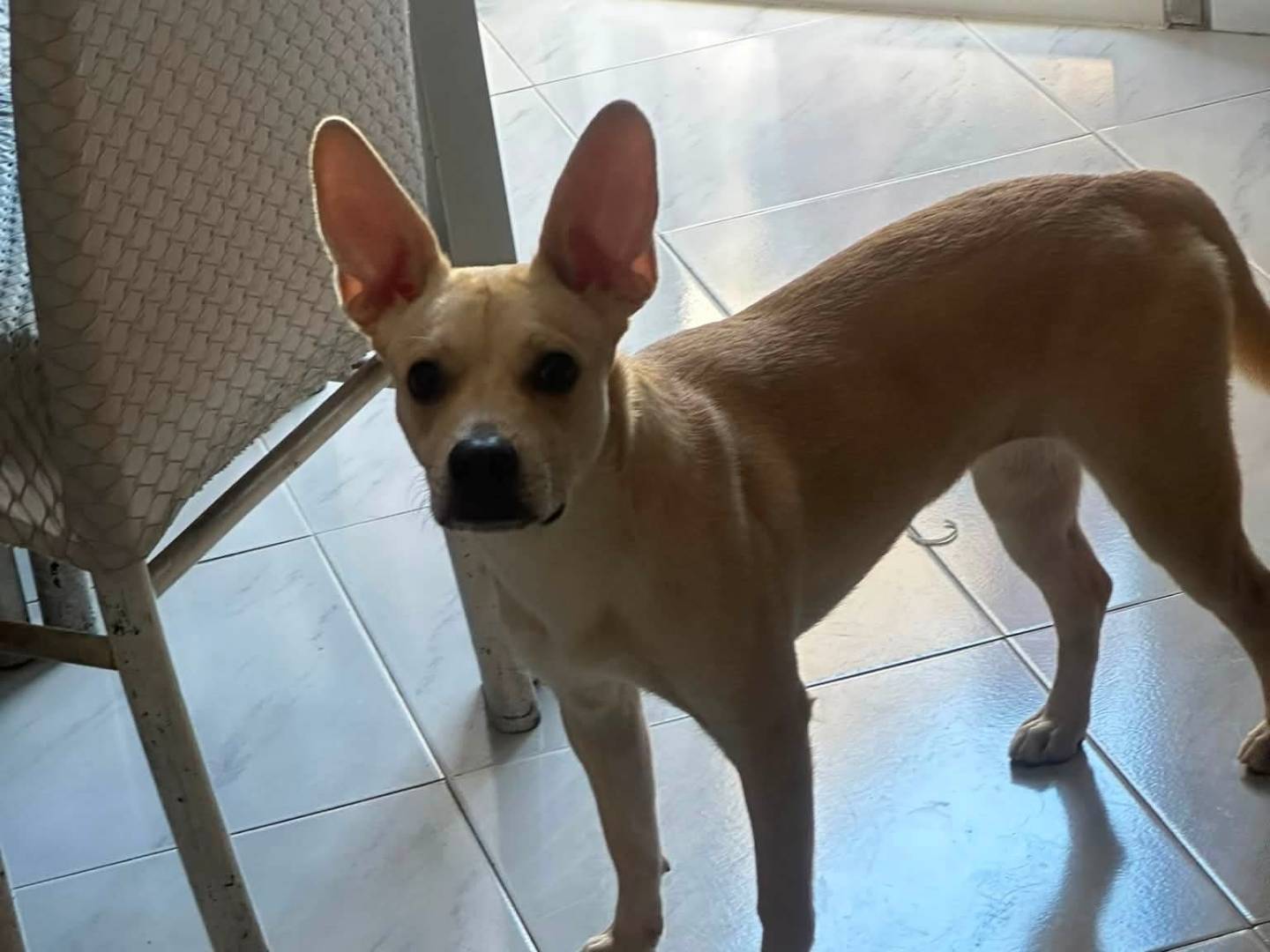 Adotta il cane Lilly  a Salerno