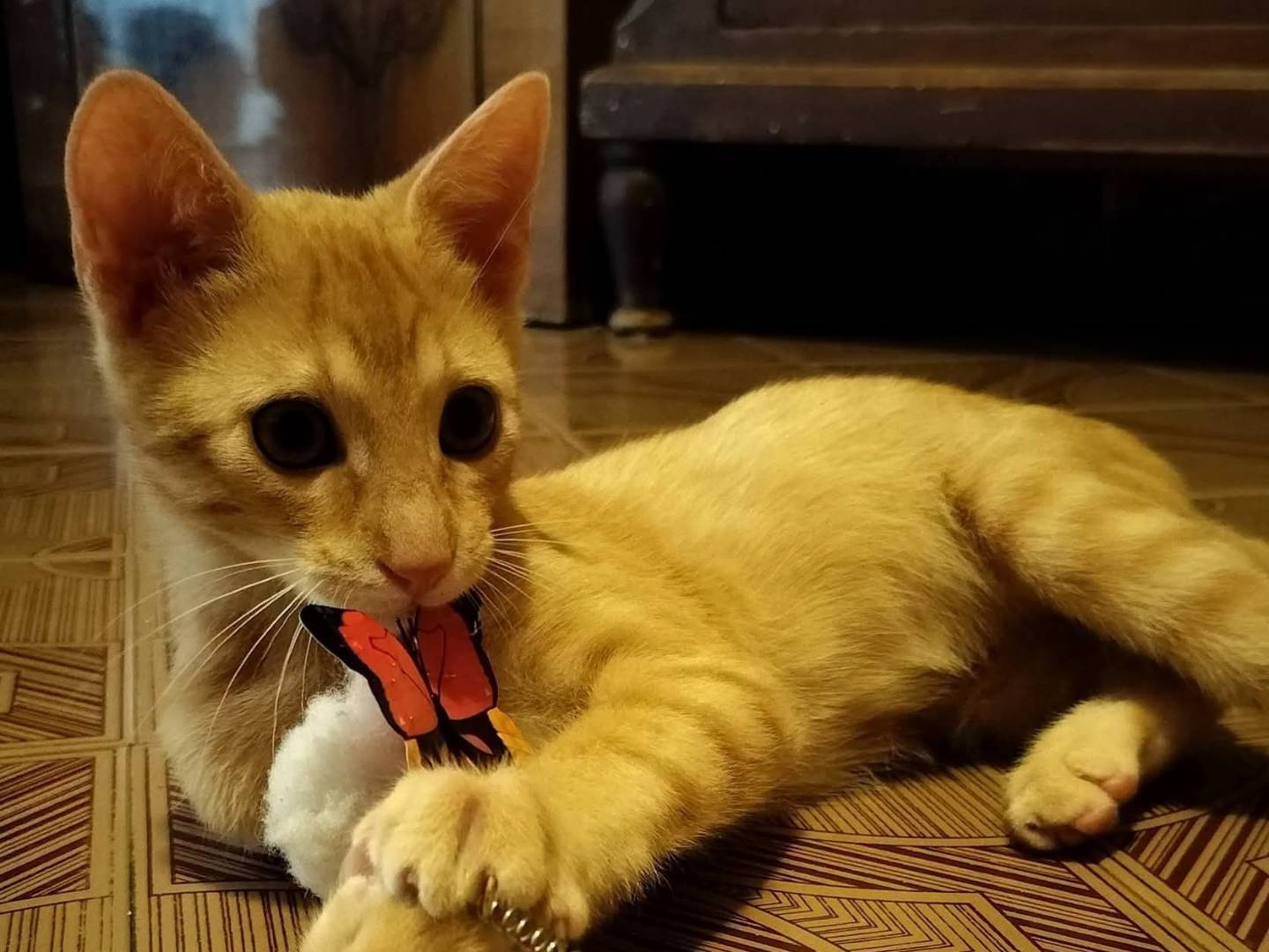 Adotta un gatto, maschio, 2 mesi, Palermo