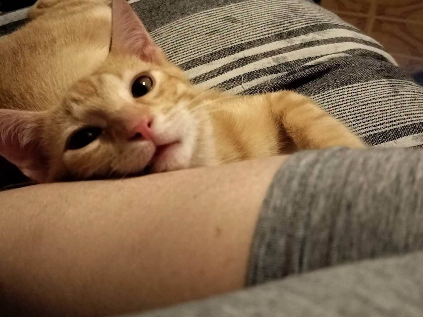Adotta un gatto, taglia non valida, maschio, Palermo