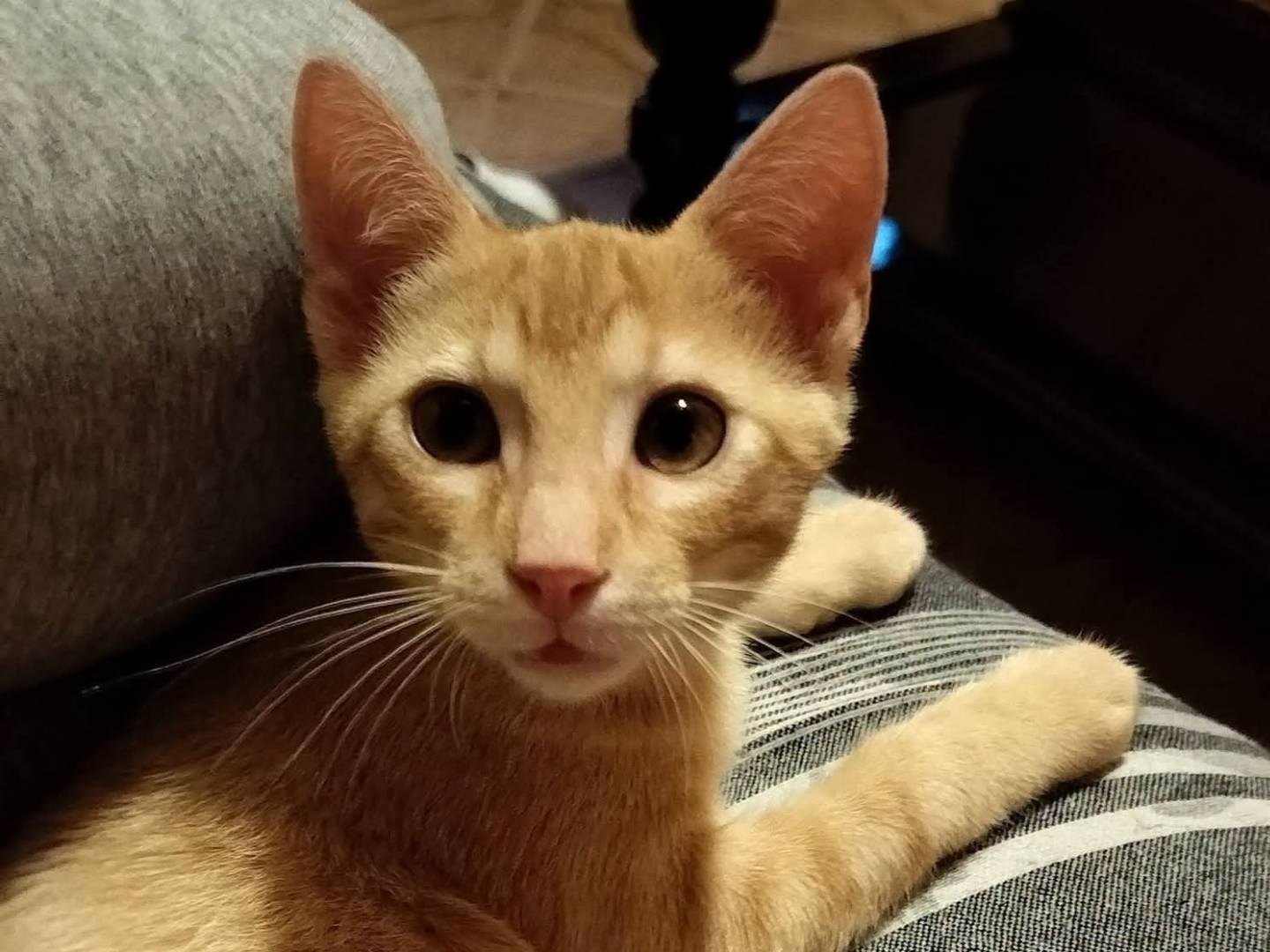 Adozione gatto, maschio, Razza sconosciuta Razza sconosciuta, 2 mesi, taglia non valida, Palermo