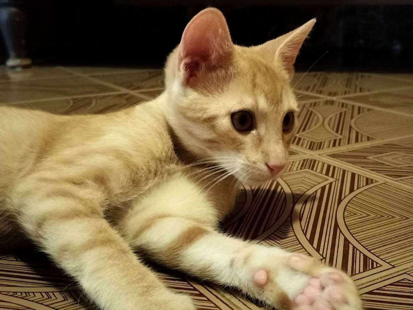 Vuoi adottare un gatto a Palermo?