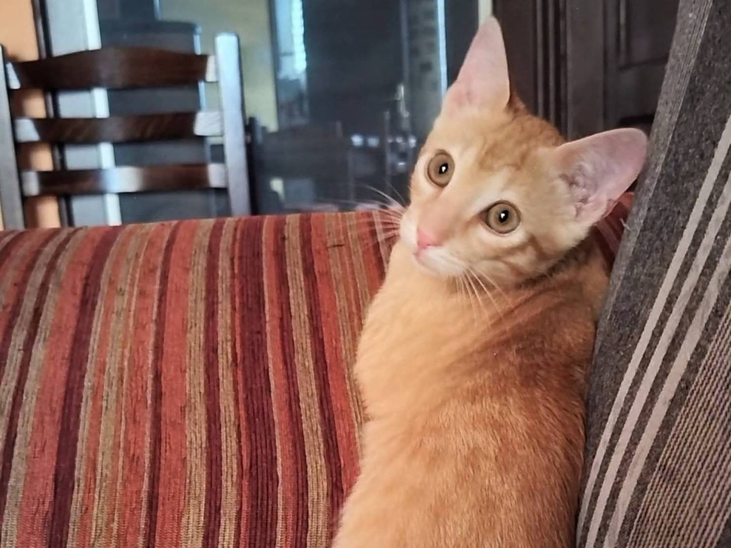 Adotta il gatto Rossino  a Palermo