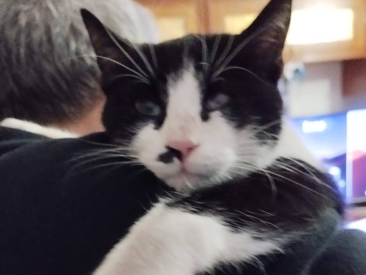 Adotta un gatto, femmina, 3 anni e 6 mesi, Milano