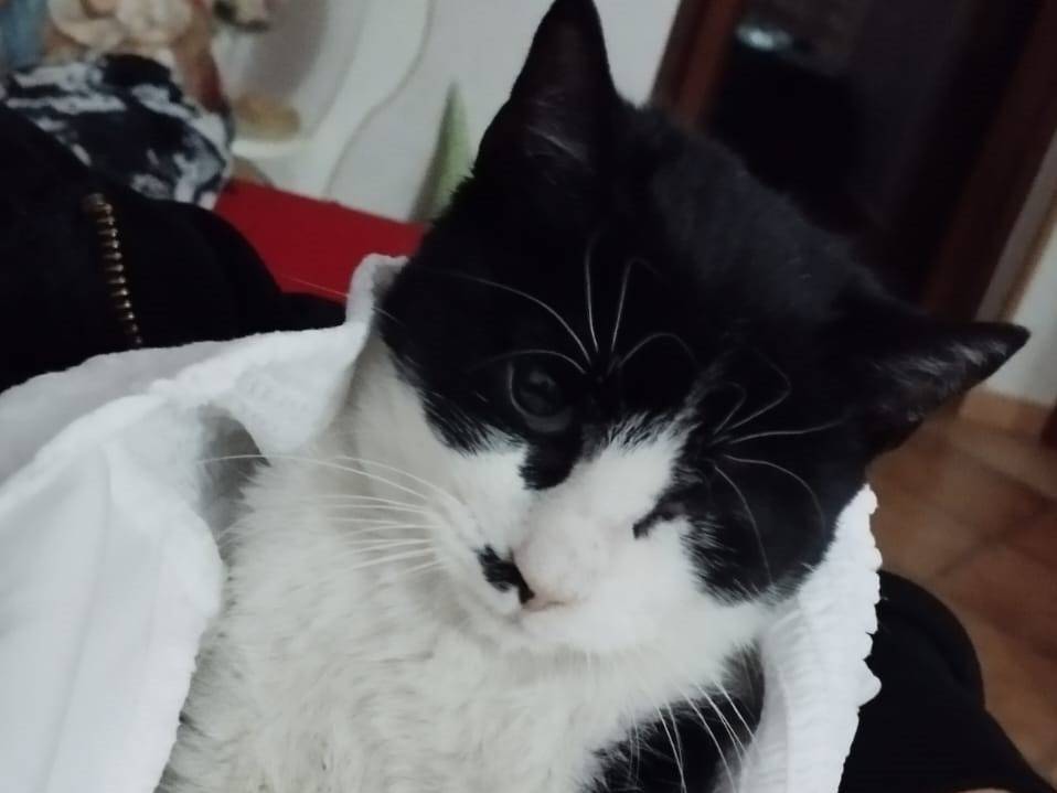 Vuoi adottare un gatto a Milano?