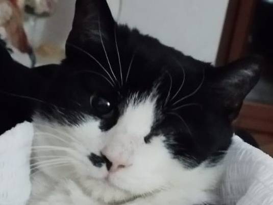 Adotta il gatto Fruttella a Milano