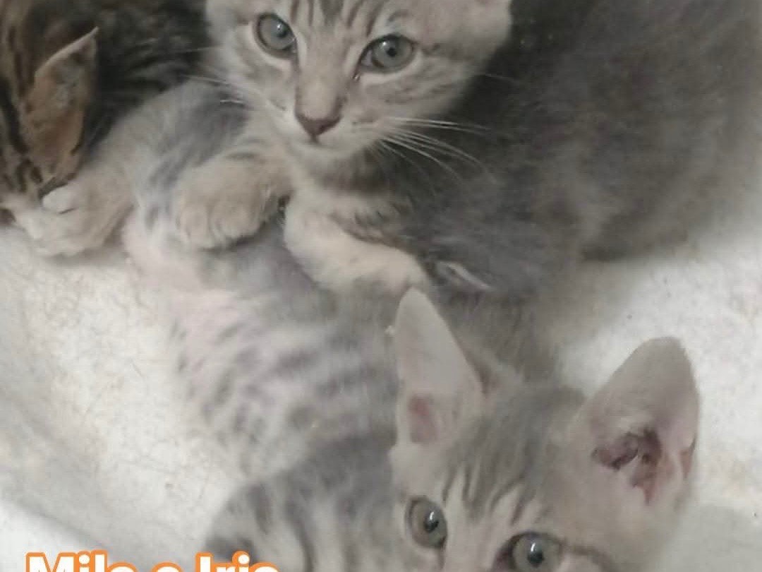 Adotta un gatto, femmina, 2 mesi, Roma