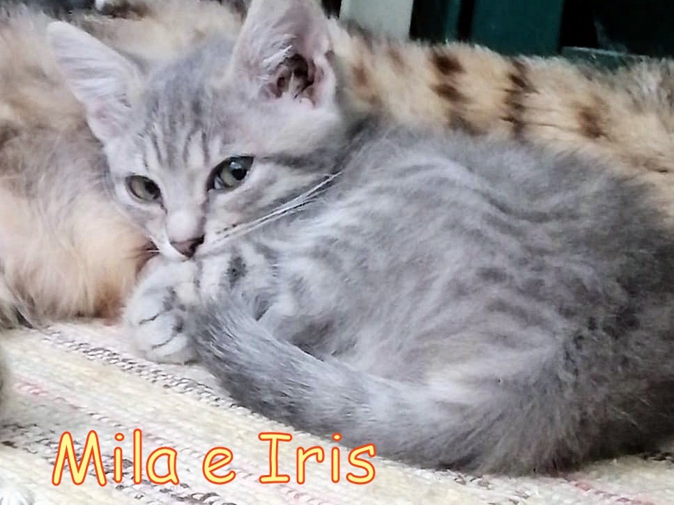 Adozione gatto, femmina, Razza sconosciuta Razza sconosciuta, 2 mesi, taglia non valida, Roma