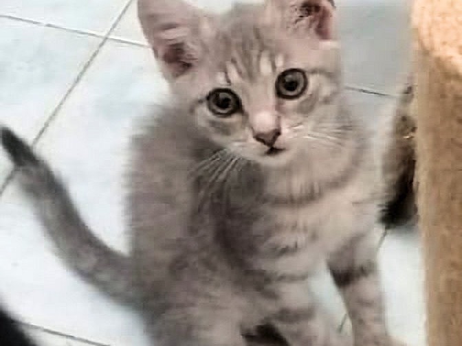 Adotta un gatto, taglia non valida, femmina, Roma