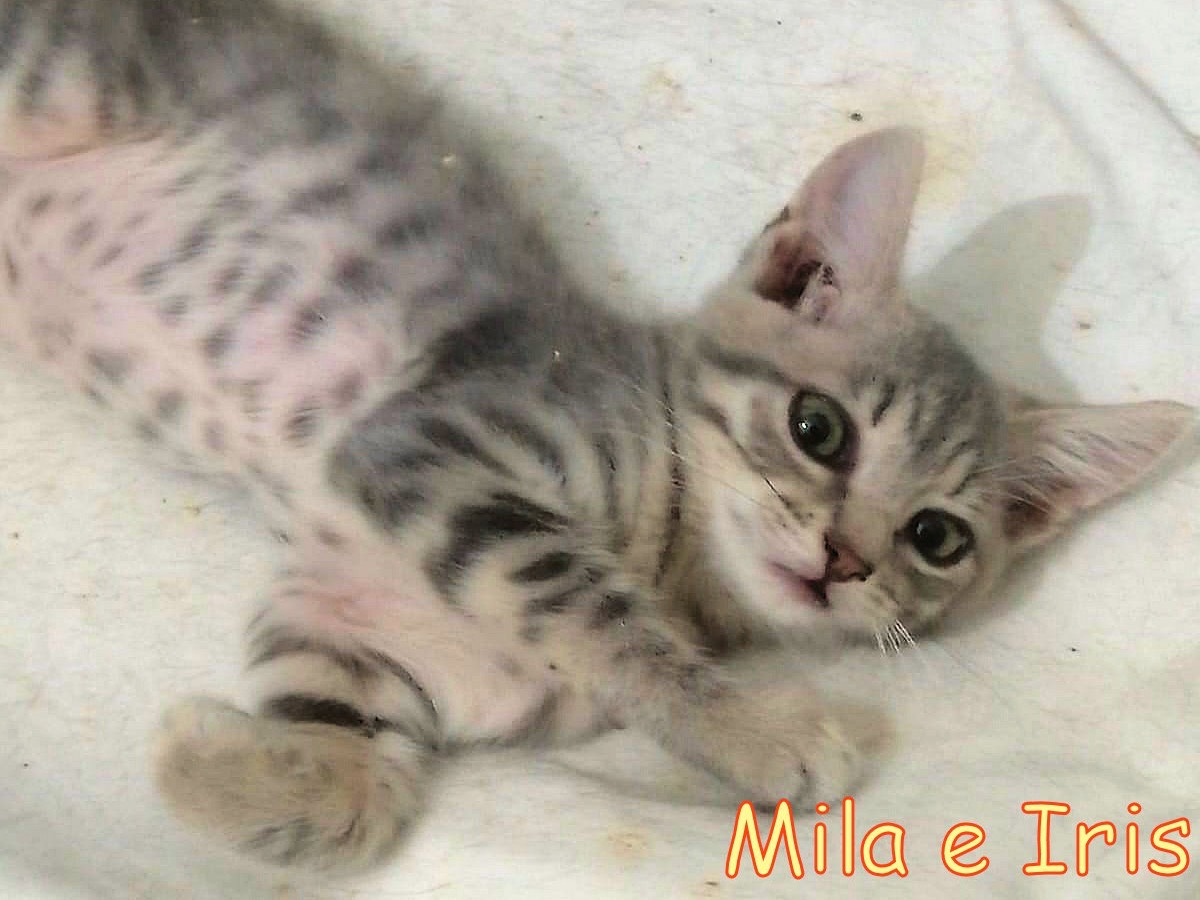 Vuoi adottare un gatto a Roma?