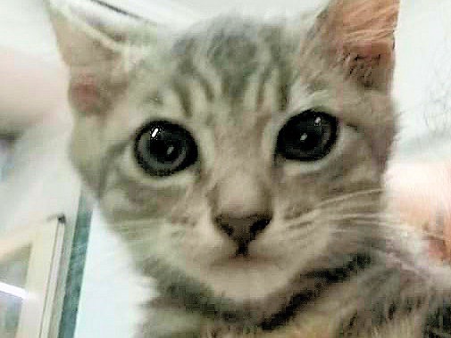 Adotta il gatto Mila e Iris a Roma