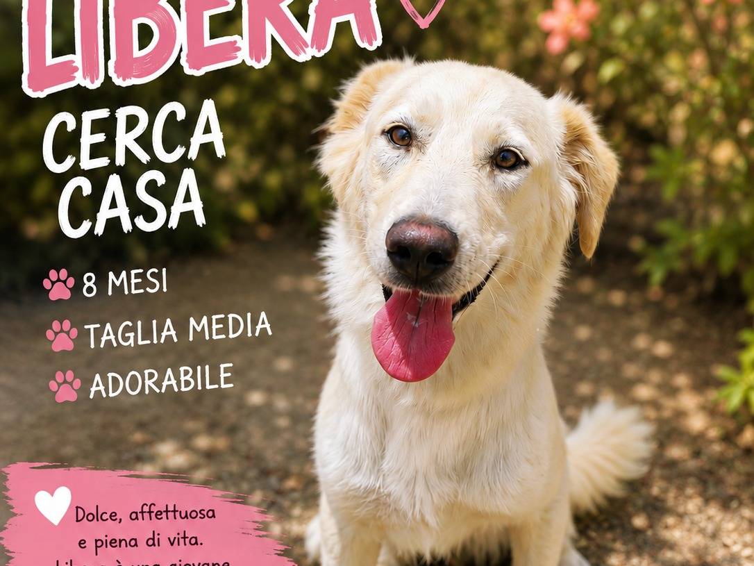 Adozione cane, femmina, Razza sconosciuta Razza sconosciuta, 8 mesi, taglia media, Trapani
