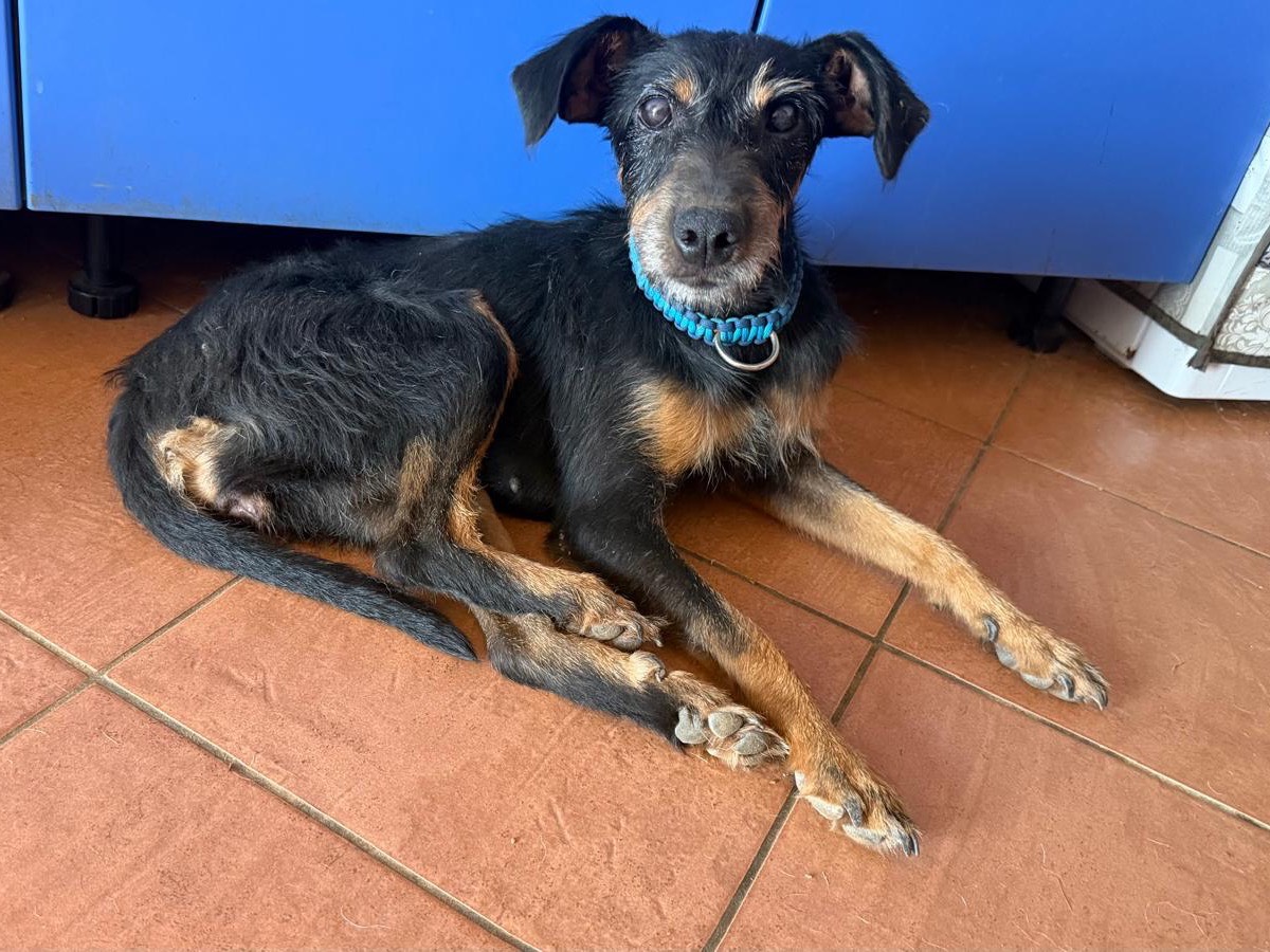 Adozione cane, femmina, Jack Russell Terrier Razza sconosciuta, 2 mesi, taglia piccola, Trapani