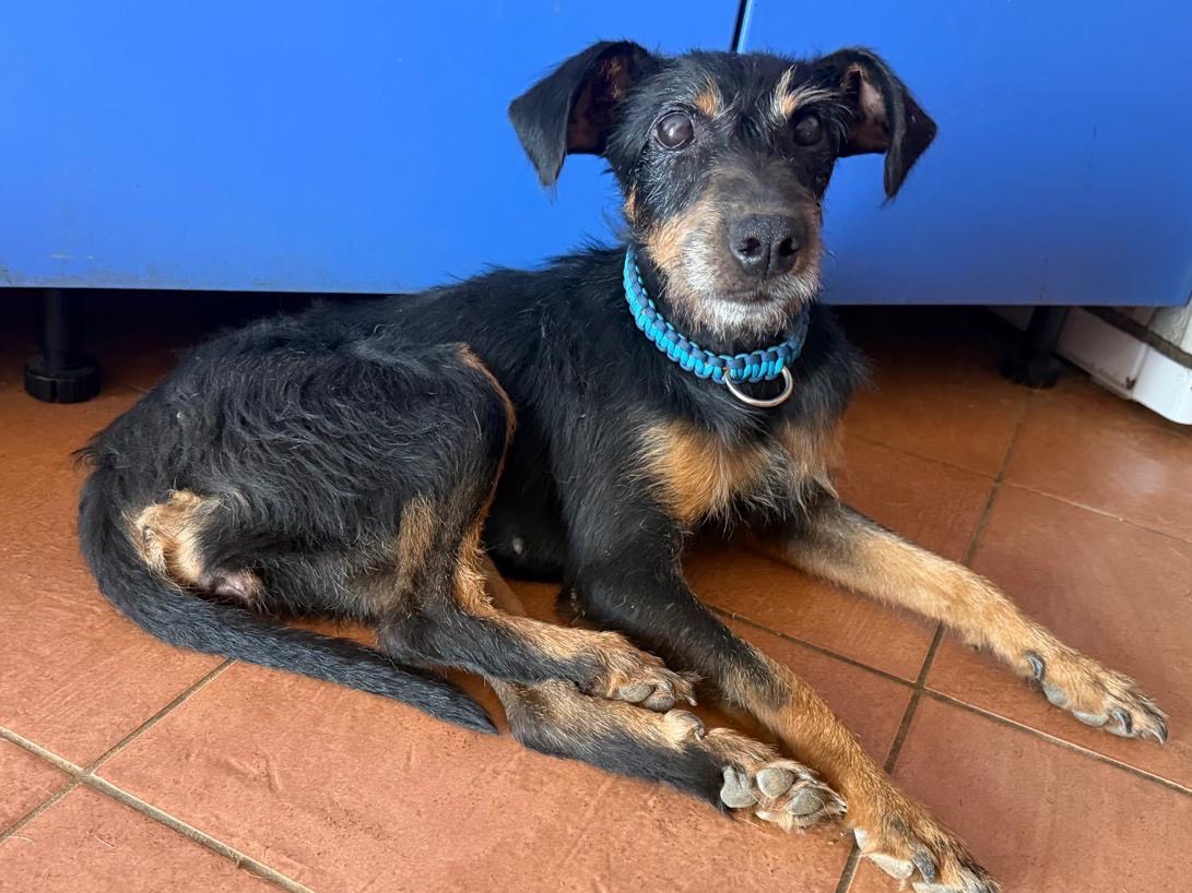 Adotta un cane, femmina, 2 mesi, Trapani