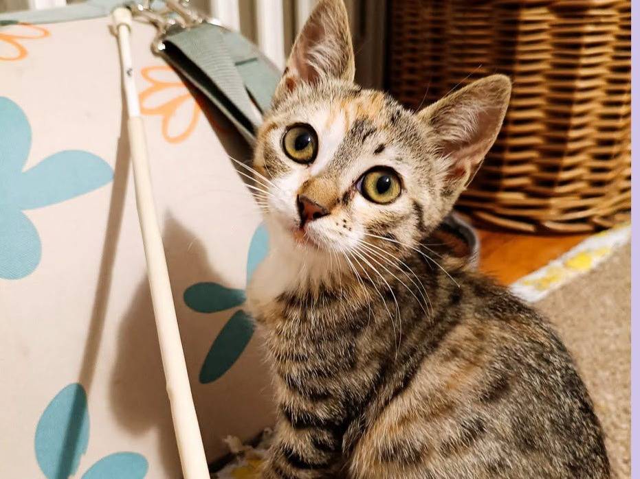 Adozione gatto, femmina, Razza sconosciuta Razza sconosciuta, 2 mesi, taglia non valida, Torino