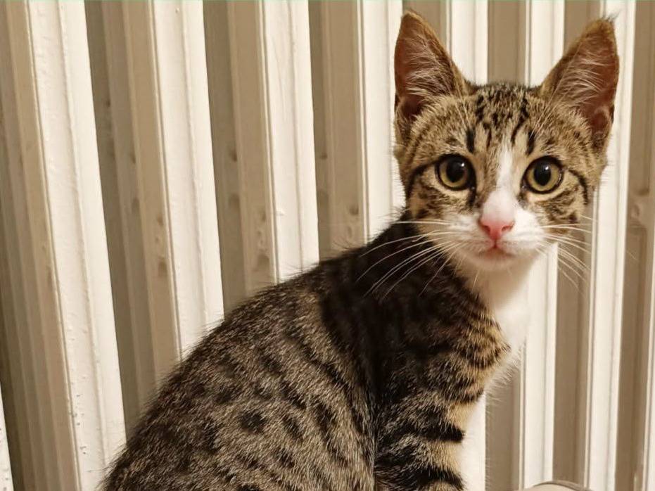 Adozione gatto, maschio, Razza sconosciuta Razza sconosciuta, 2 mesi, taglia non valida, Torino