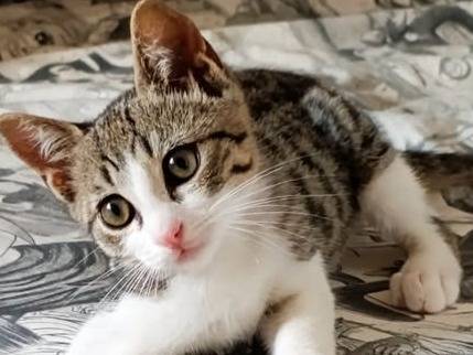 Adozione gatto, maschio, Razza sconosciuta Razza sconosciuta, 2 mesi, taglia non valida, Torino