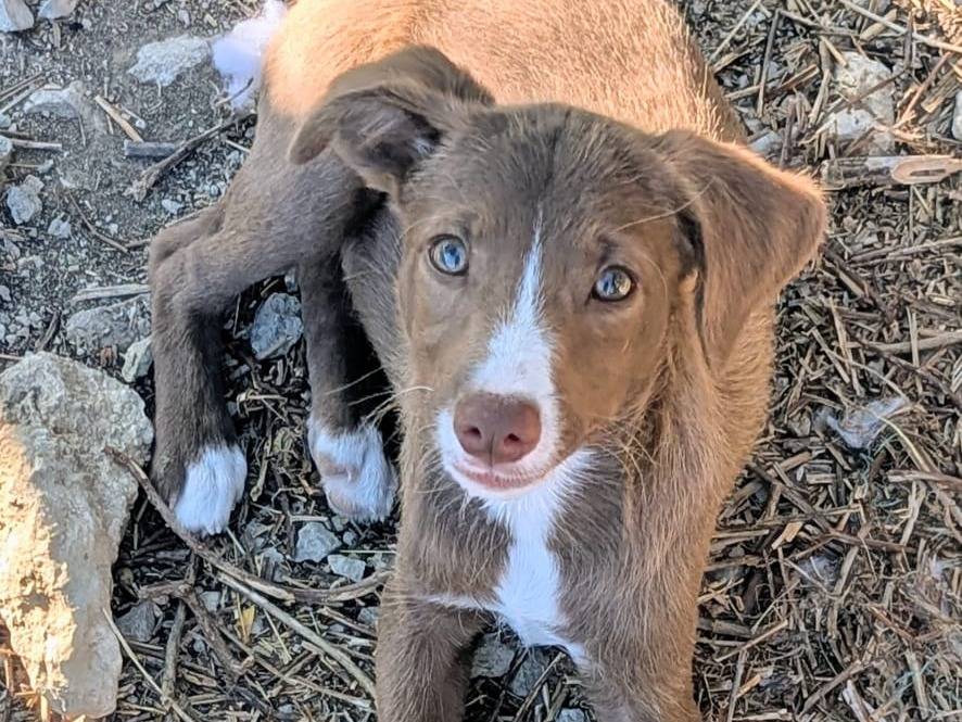Adozione cane, femmina, Razza sconosciuta Razza sconosciuta, 3 mesi, taglia media contenuta, Frosinone
