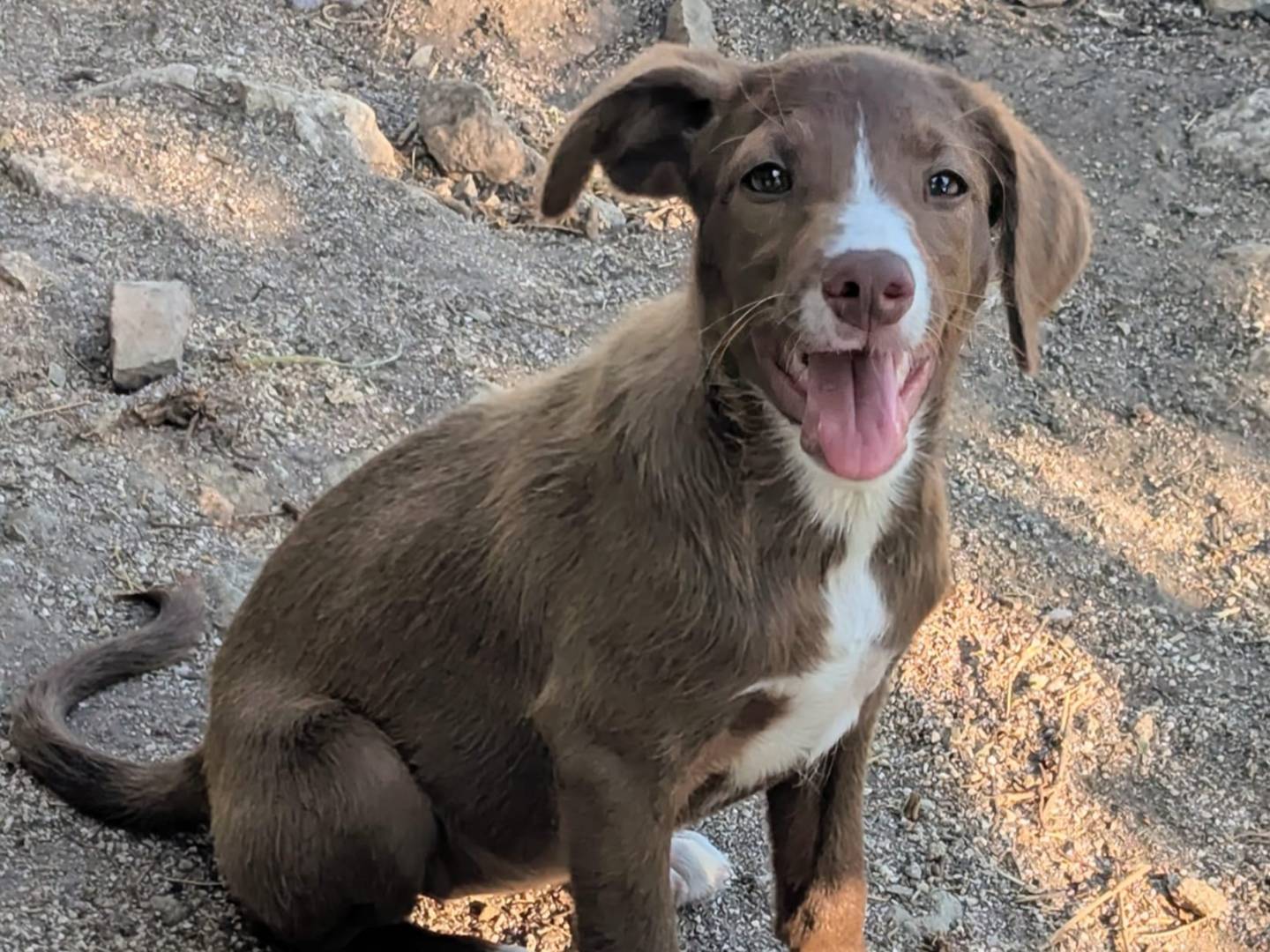 Adotta un cane, femmina, 3 mesi, Frosinone