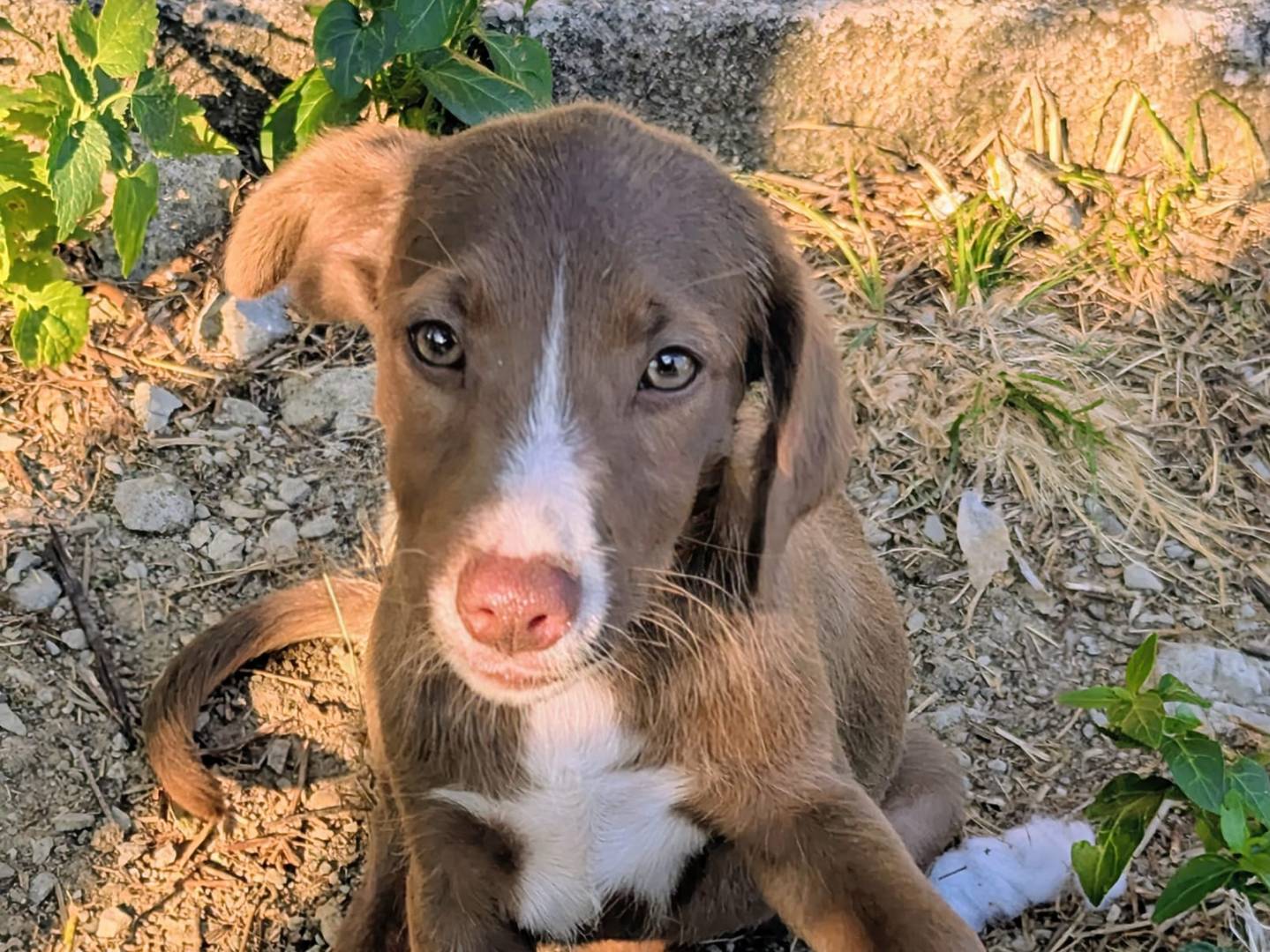 Adotta un cane, taglia media contenuta, femmina, Frosinone