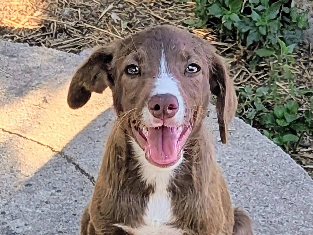 Vuoi adottare un cane a Frosinone?
