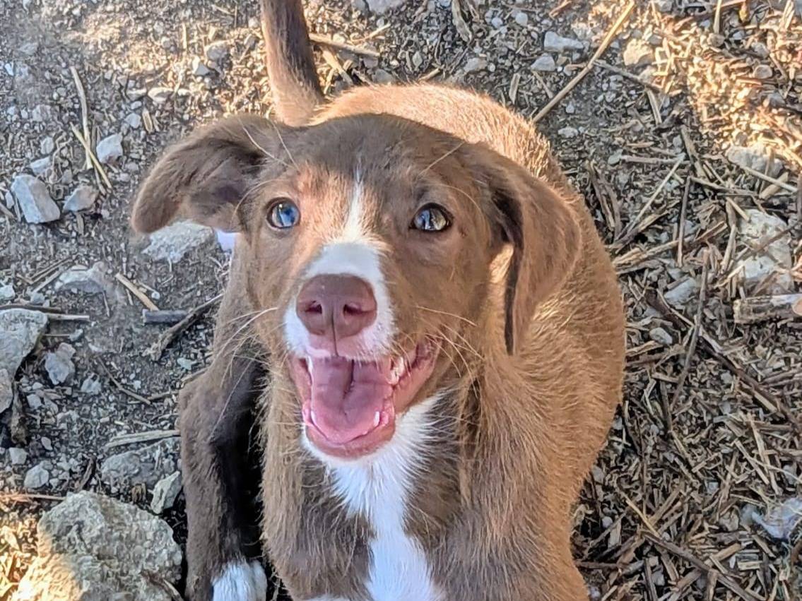 Adotta il cane Lolly a Frosinone