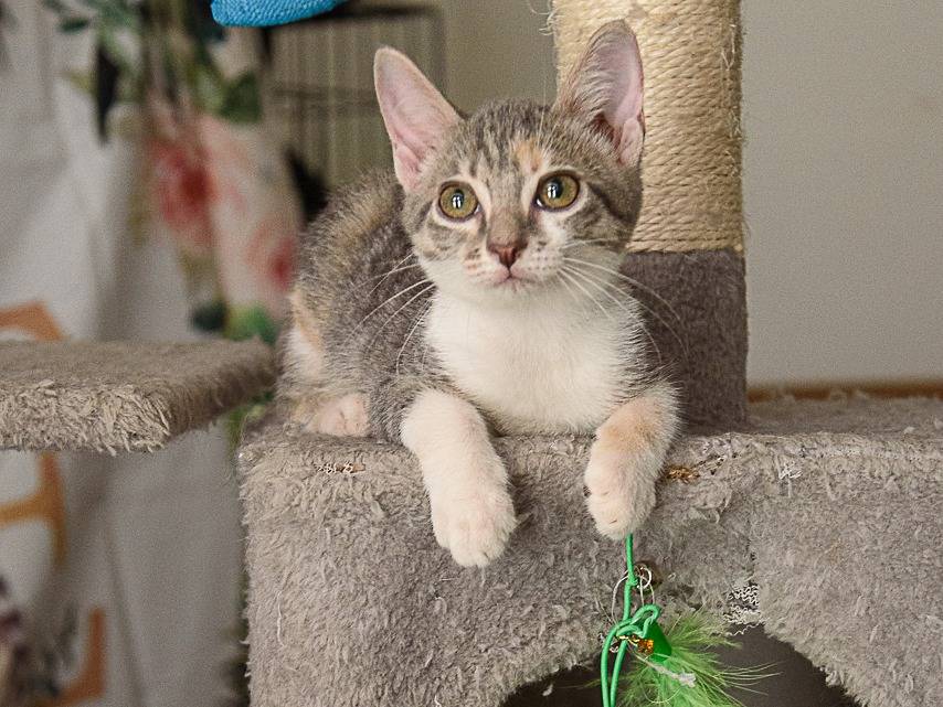 Adotta un gatto, femmina, 3 mesi, Lodi