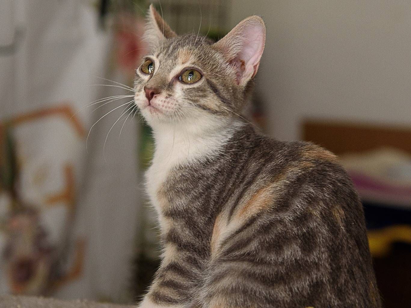 Adotta un gatto, taglia non valida, femmina, Lodi