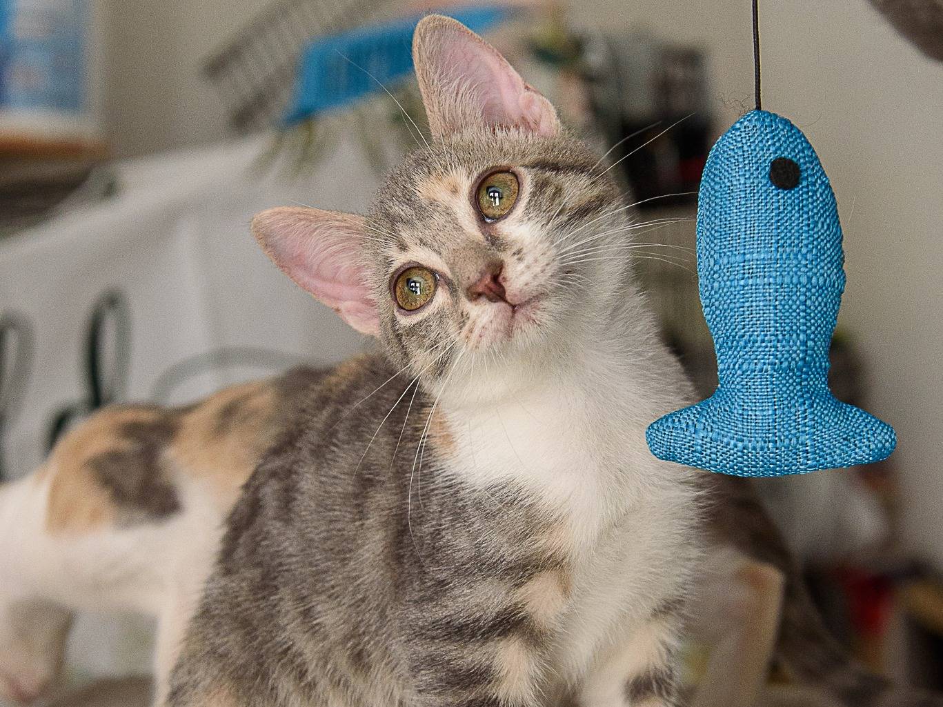 Adozione gatto, femmina, Razza sconosciuta Razza sconosciuta, 3 mesi, taglia non valida, Lodi