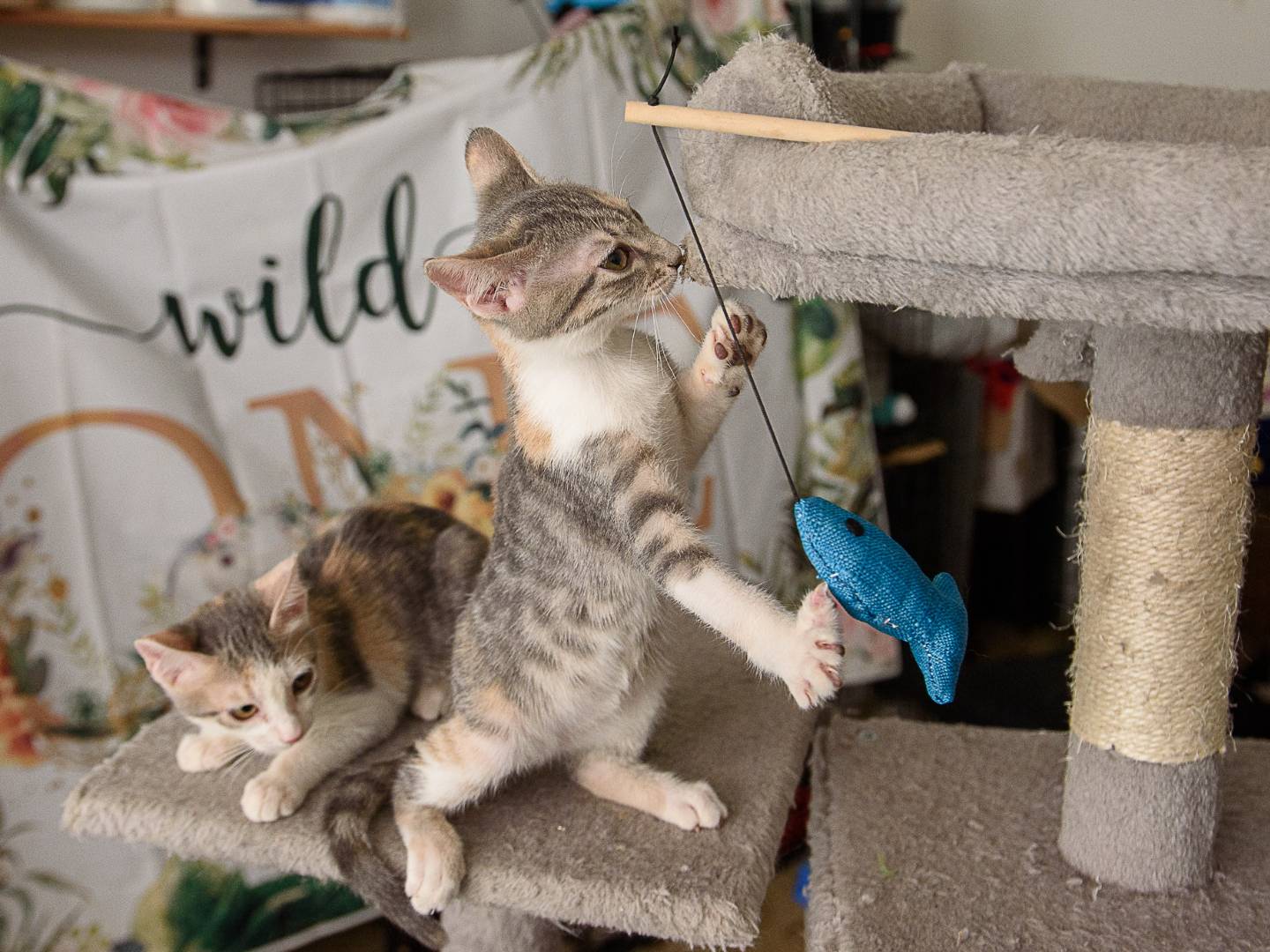 Vuoi adottare un gatto a Lodi?