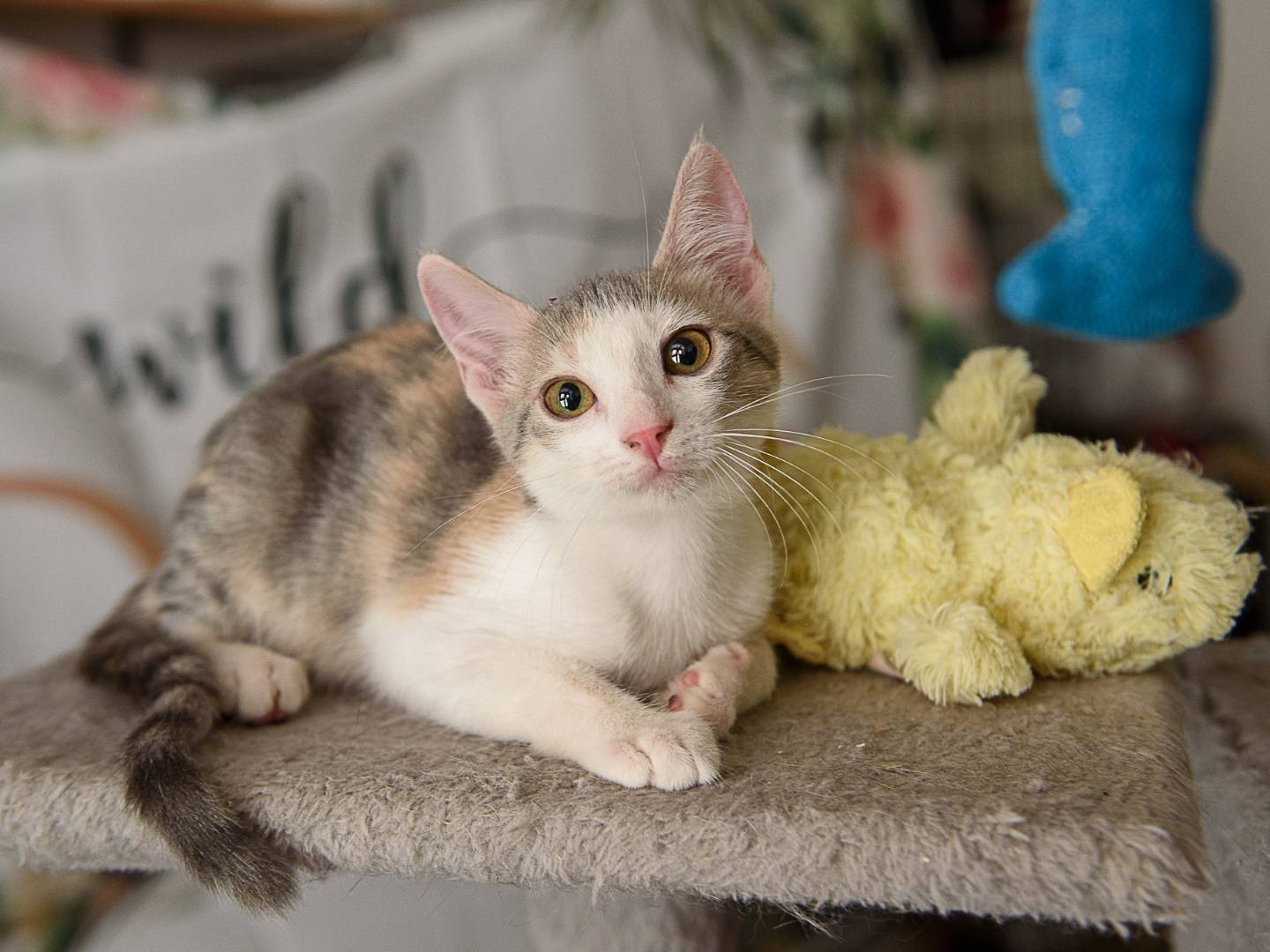 Adotta il gatto Taylor  a Lodi