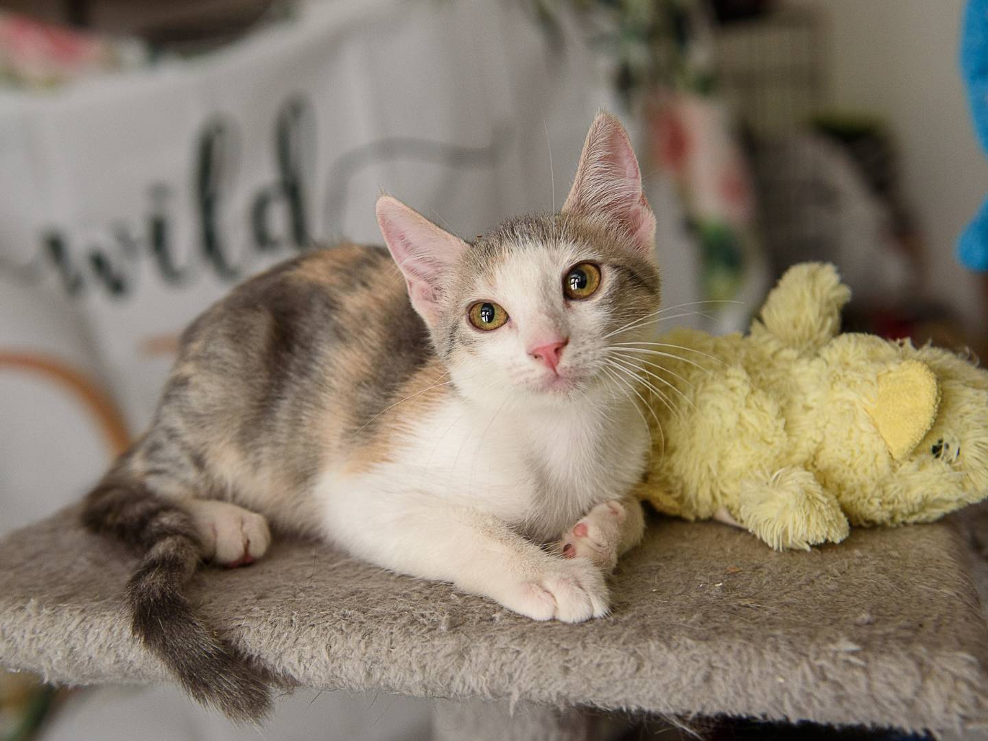 Adozione gatto, femmina, Razza sconosciuta Razza sconosciuta, 3 mesi, taglia non valida, Lodi