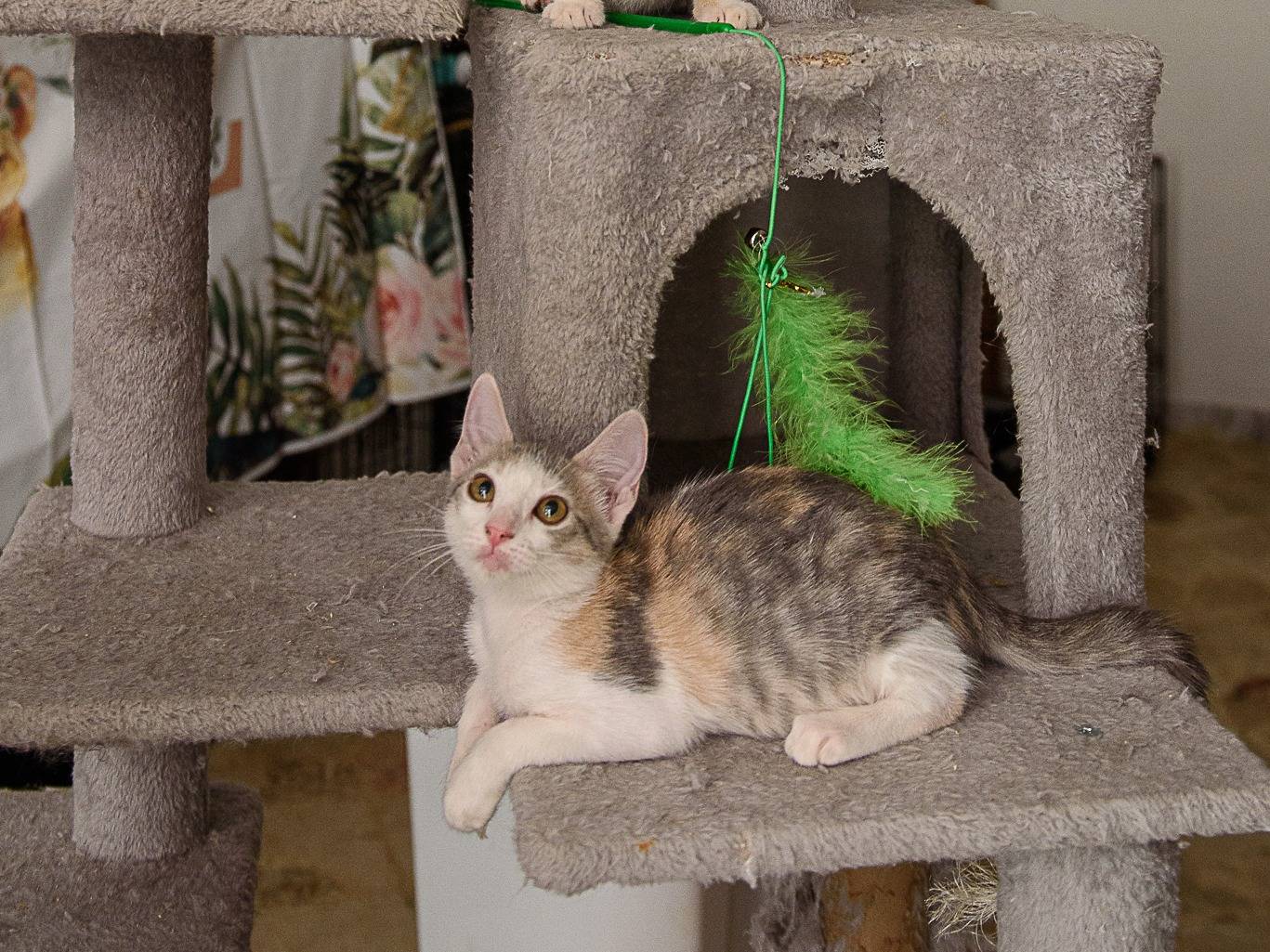 Adotta un gatto, taglia non valida, femmina, Lodi