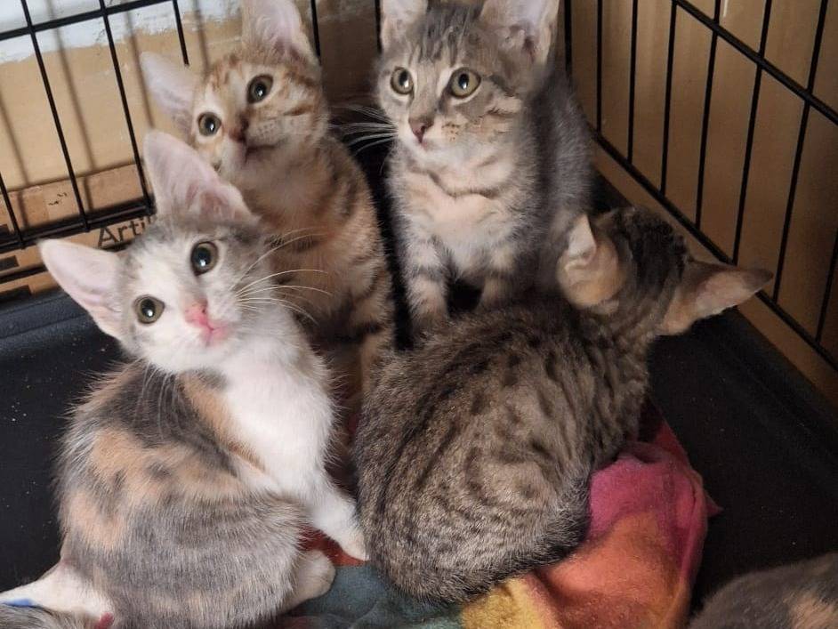 Vuoi adottare un gatto a Lodi?