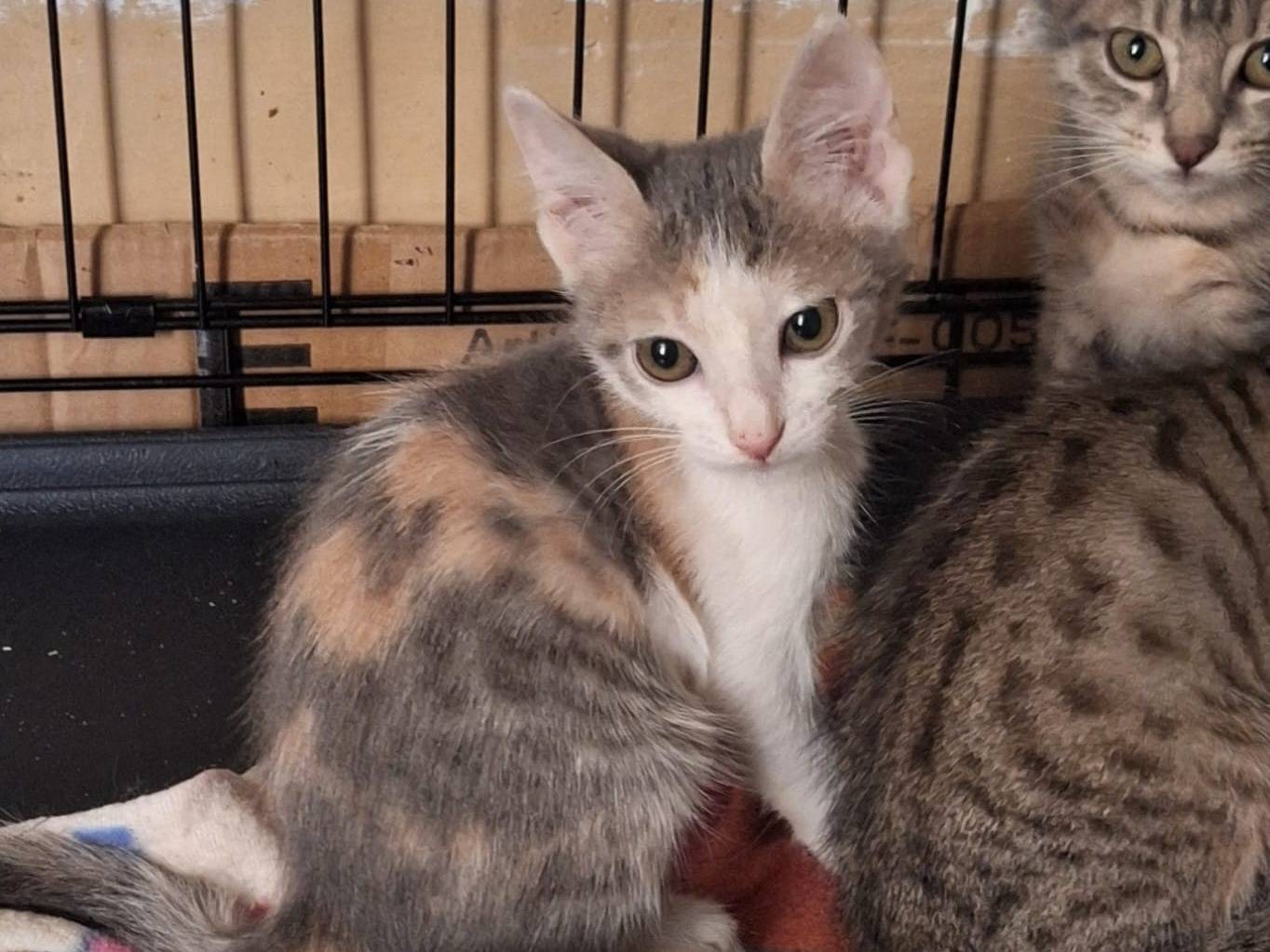 Adotta il gatto Kelsi a Lodi