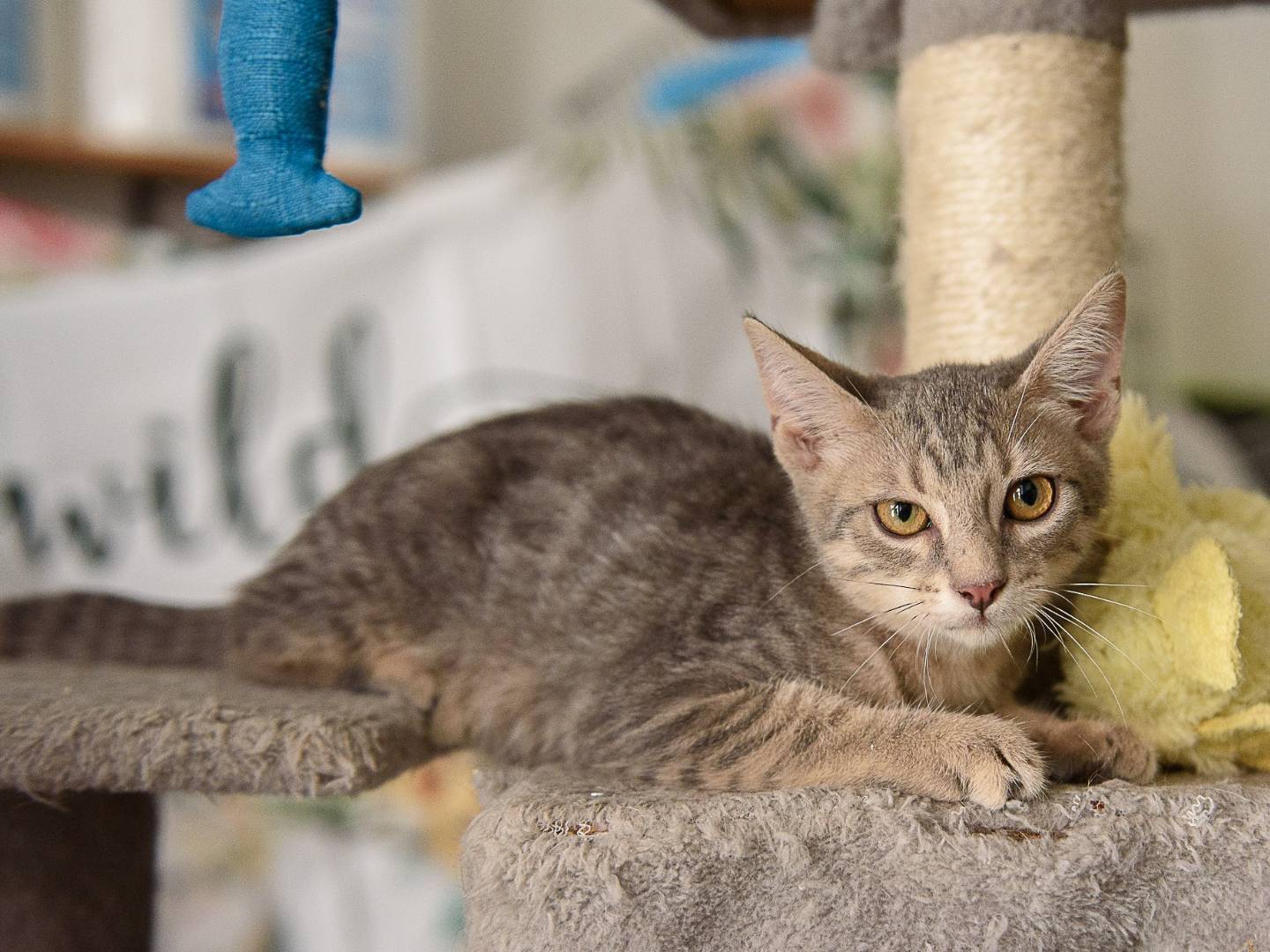 Adotta un gatto, maschio, 3 mesi, Bari