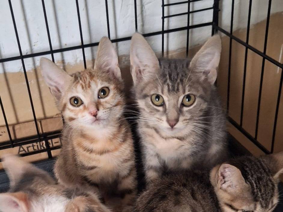 Adozione gatto, maschio, Razza sconosciuta Razza sconosciuta, 3 mesi, taglia non valida, Bari
