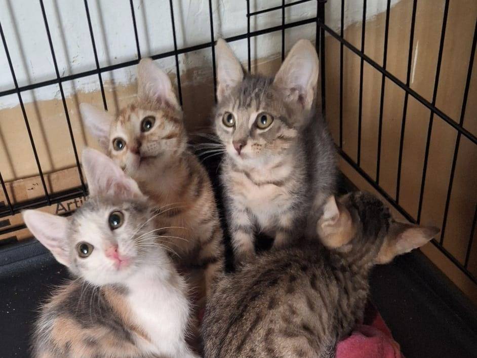 Adotta un gatto, taglia non valida, maschio, Bari