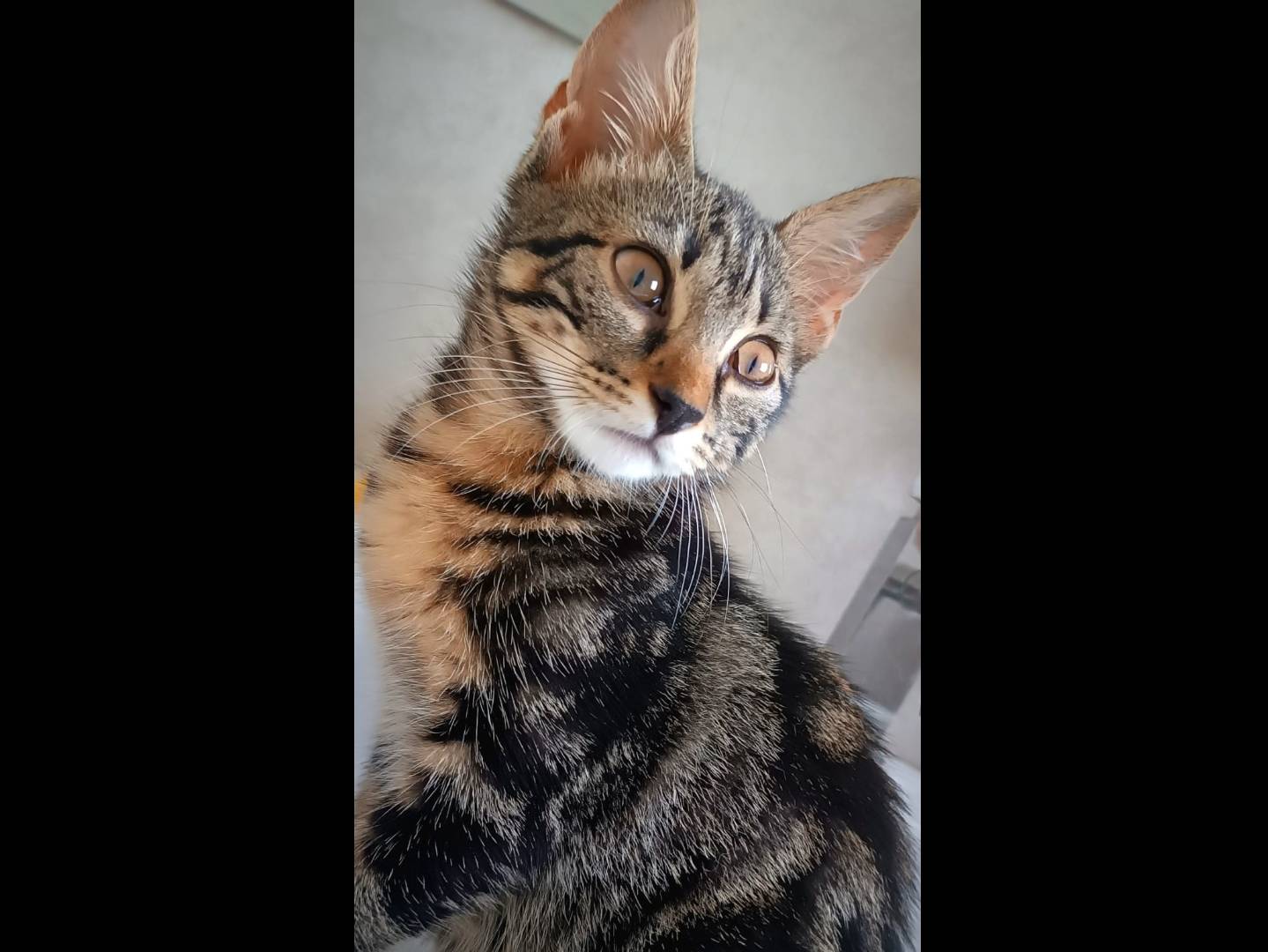 Adozione gatto, femmina, Razza sconosciuta Razza sconosciuta, 4 mesi, taglia non valida, Brescia