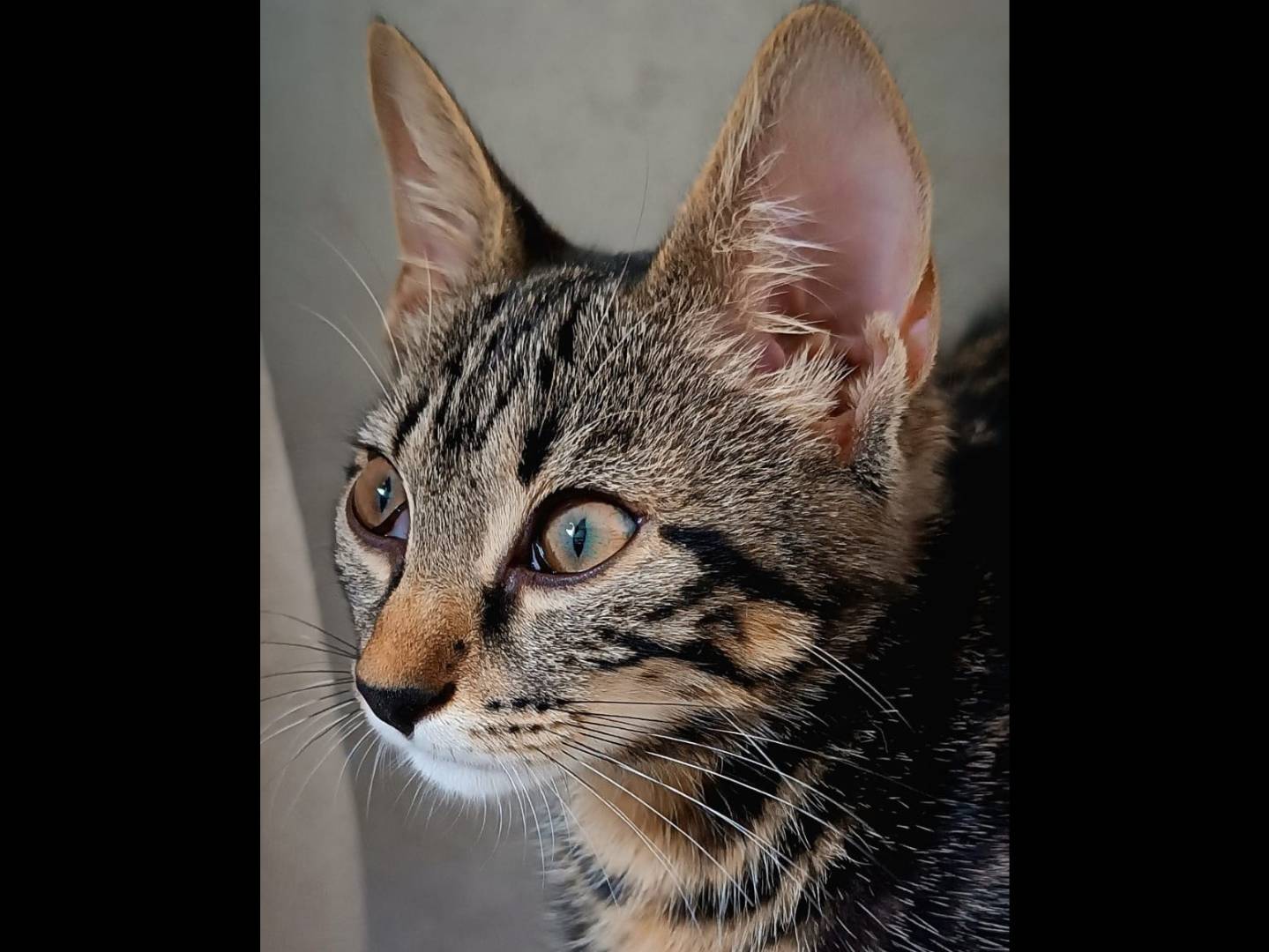 Adotta un gatto, femmina, 4 mesi, Brescia