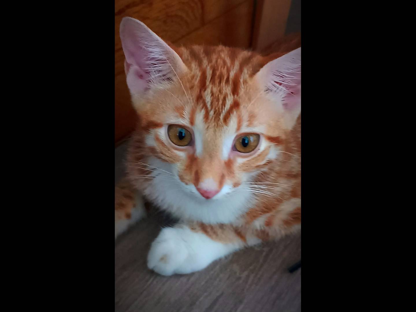 Adozione gatto, maschio, Razza sconosciuta Razza sconosciuta, 4 mesi, taglia non valida, Brescia