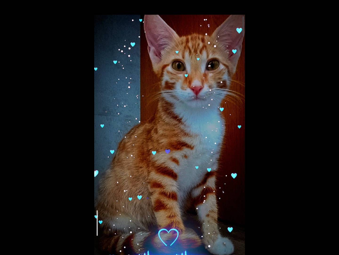 Adotta un gatto, maschio, 4 mesi, Brescia