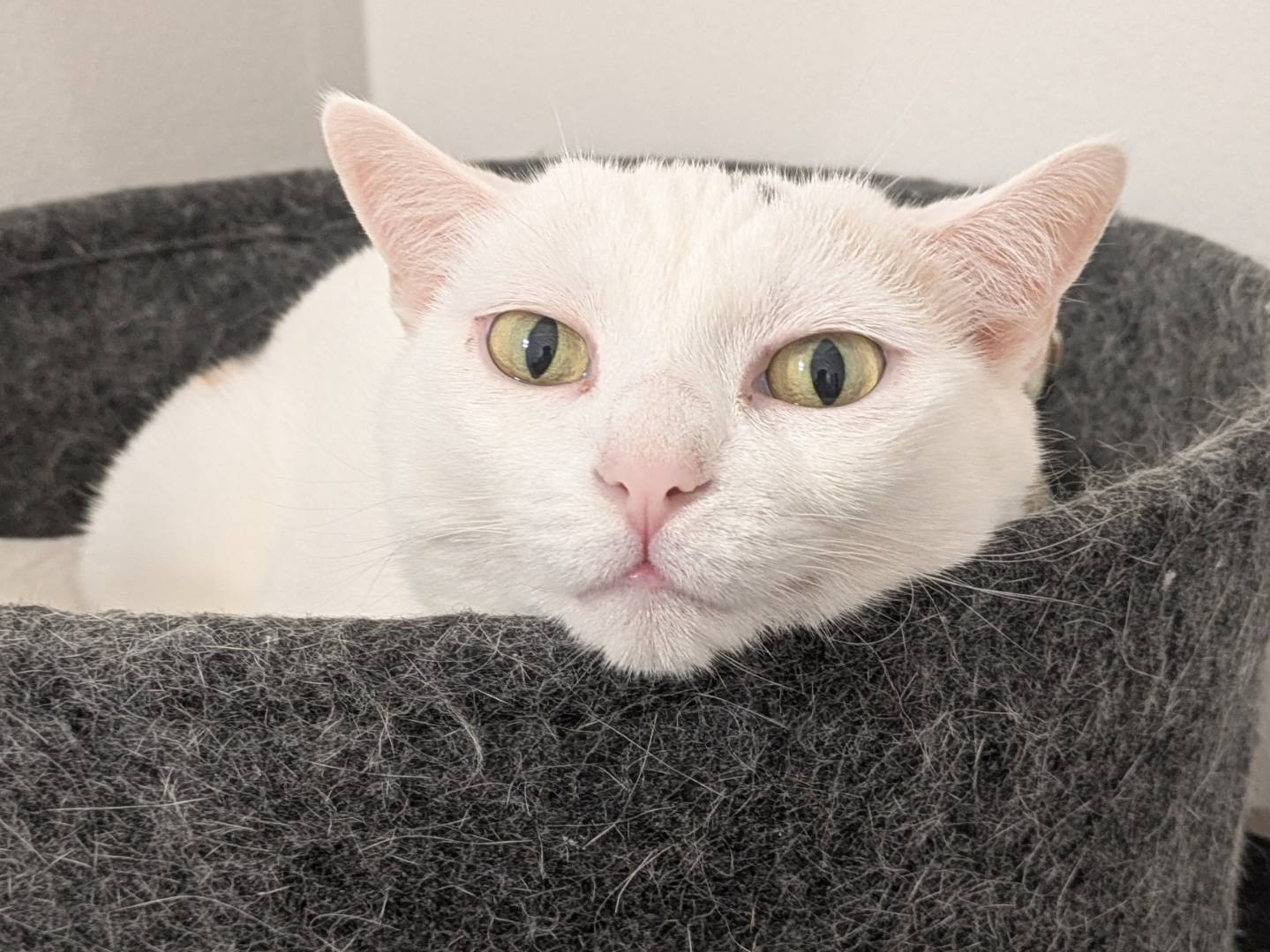 Adotta un gatto, taglia non valida, femmina, Brescia