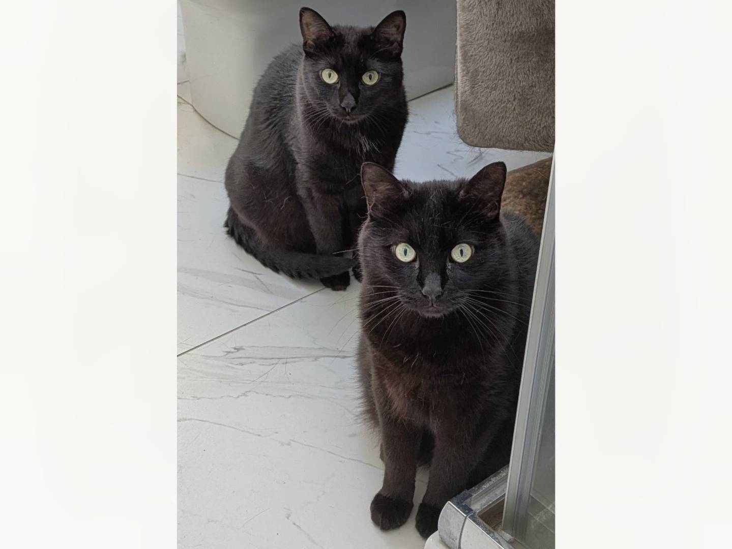 Adozione gatto, maschio, Razza sconosciuta Razza sconosciuta, 7 anni e 3 mesi, taglia non valida, Brescia