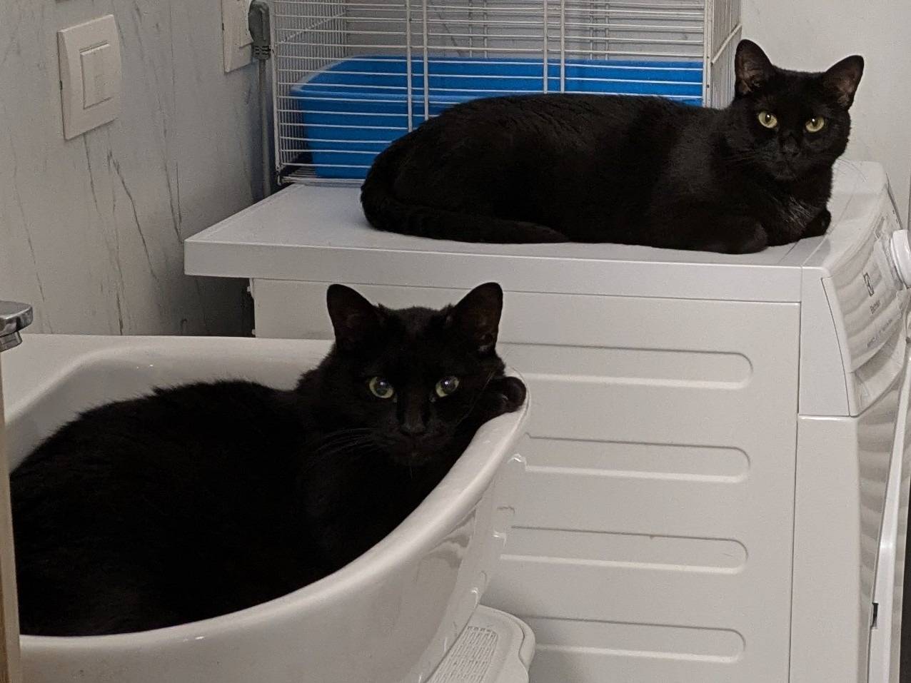 Vuoi adottare un gatto a Brescia?